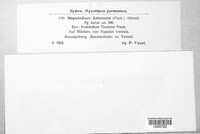 Fusicladium asteroma image